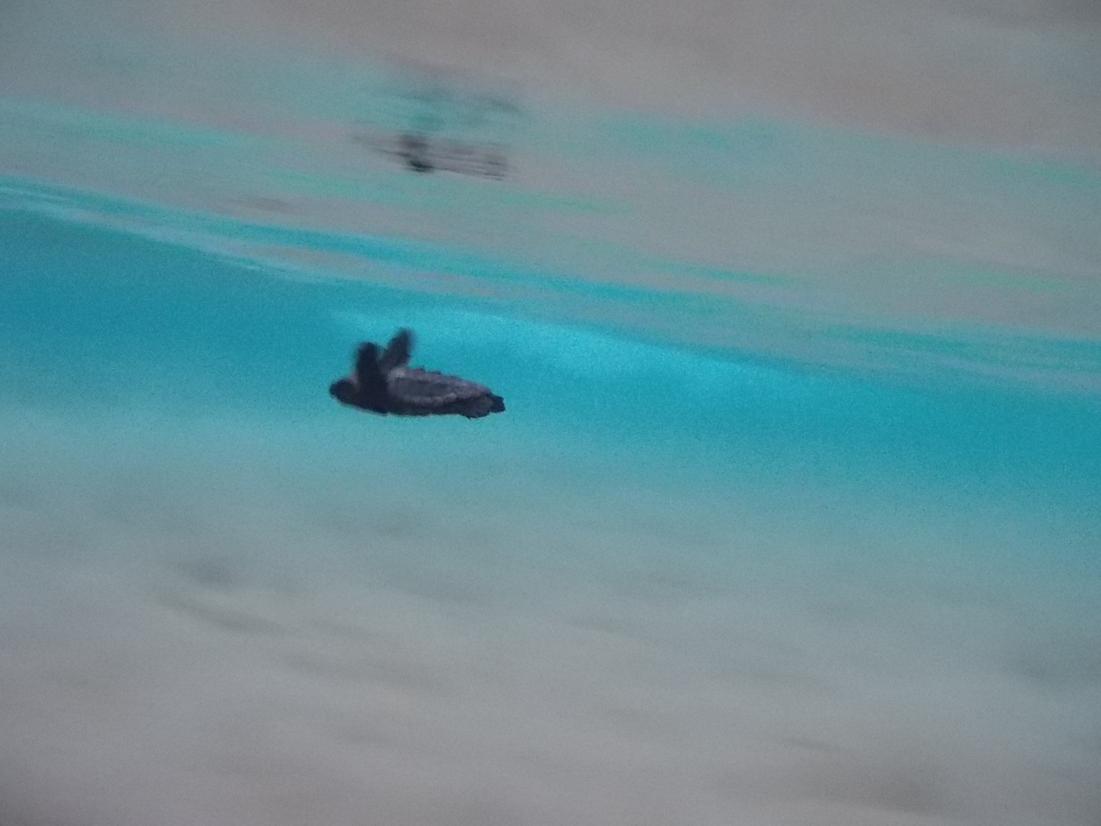 schiusa di Caretta caretta a Cefalonia